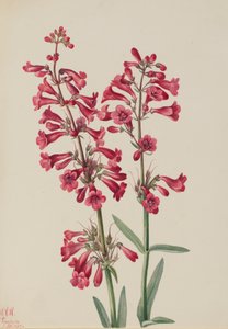 Parrys Penstemon Penstemon parryi, 1927