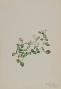 Rebhuhnbeere (Mitchella repena)