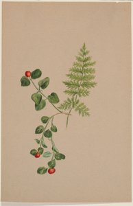 Partridgeberry (Mitchella repens) von Mary Vaux Walcott