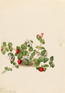 Partridgeberry (Mitchella repens) von Mary Vaux Walcott