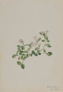 Partridgeberry Mitchella repena, 1918