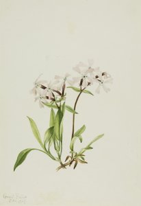 Peatpink (Silene caroliniana) von Mary Vaux Walcott