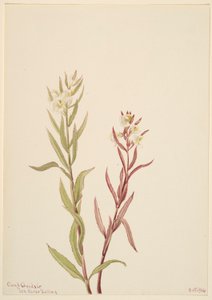 Pedicularis raremosa von Mary Vaux Walcott