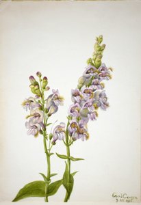 Bartfaden (Pentstemon macranthus)