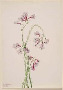 Pentstemon ambiguus von Mary Vaux Walcott