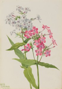Stauden-Phlox (Phlox paniculata)