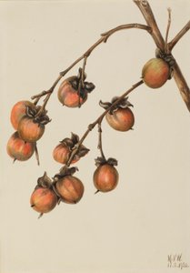 Persimone (Diospyros virginiana) von Mary Vaux Walcott