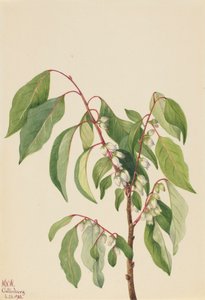 Kaki Diospyros virginiana, 1932 von Mary Vaux Walcott