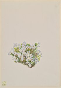 Phlox Phlox caespitosa von Mary Vaux Walcott