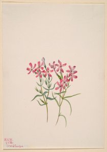 Phlox stansburyi von Mary Vaux Walcott
