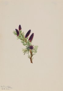 Picea engelmanni von Mary Vaux Walcott