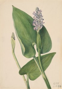 Hechtkraut Pontederia cordata