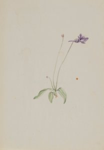 Gemeines Fettkraut von Mary Vaux Walcott