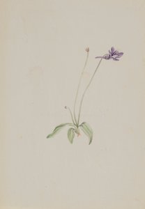 Pinguicula vulgaris von Mary Vaux Walcott