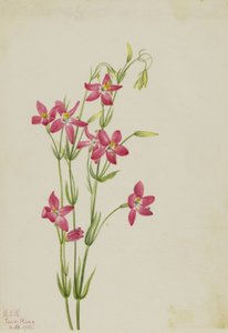 Rosa Tausendgüldenkraut (Centaurium venustum)