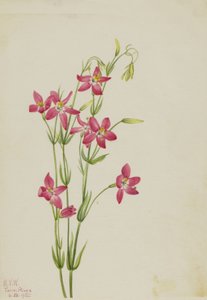 Rosa Tausendgüldenkraut, 1925