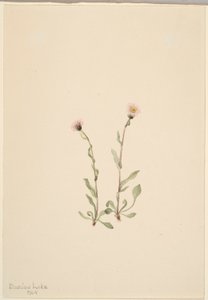 Rosa Berufkraut (Erigeron jucundus) von Mary Vaux Walcott