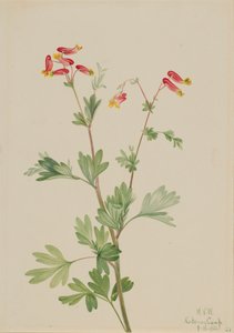 Rosa Fumeroot Capnoides sempervirens, 1922