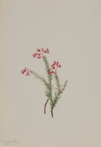 Rosa Heidekraut (Phyllodoce empetriformis)