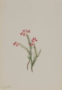 Rosa Heidekraut (Phyllodoce empetriformis)