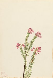 Rosa Bergheide Phyllodoce empetriformis, 1924