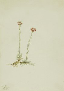 Rosa Katzenpfötchen Antennaria rosea, 1916