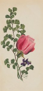 Rosa Rose mit Veilchen von Mary Vaux Walcott