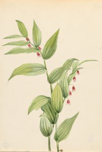 Rosa Gewundener Stängel (Streptopus curvipes) von Mary Vaux Walcott