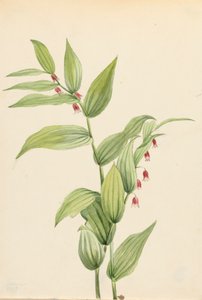 Rosa gedrehter Stängel Streptopus curvipes, 1913 von Mary Vaux Walcott