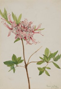 Pinxterblüte (Azalea nudiflora)