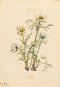 Küchenschelle (Pulsatilla occidentalis) von Mary Vaux Walcott