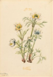 Federanemone Pulsatilla occidentalis, 1917 von Mary Vaux Walcott