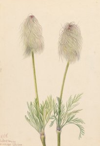 Federanemone Pulsatilla occidentalis, 1923 von Mary Vaux Walcott