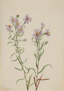 Prärie-Aster Aster campestris, 1923