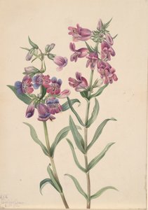 Prärie-Penstemon Penstemon erianthera, 1923