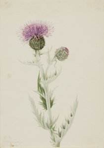 Prärie-Distel (Cirsium undulatum) von Mary Vaux Walcott