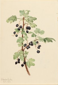 Stachelige Johannisbeere (Ribes lacustre) von Mary Vaux Walcott