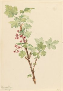 Stachelige Johannisbeere Ribes lacustre, 1917