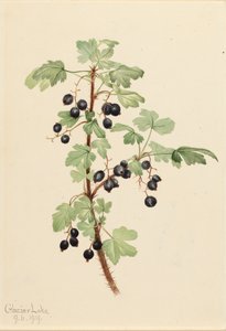 Stachelige Johannisbeere Ribes lacustre, 1919