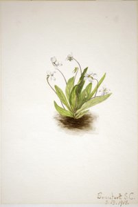 Primelveilchen (Viola primulifolia)