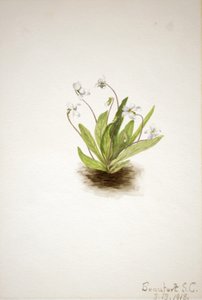 Primel-Veilchen Viola primulifolia von Mary Vaux Walcott