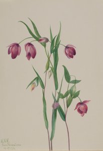 Lila Feenlaterne Calochortus anoenum, 1936 von Mary Vaux Walcott