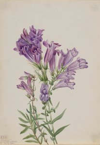 Lila Bartfaden (Pentstemon lyallii) von Mary Vaux Walcott
