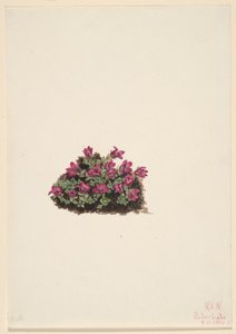 Purpur-Steinbrech (Saxifraga oppositifolia)