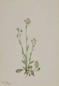 Katzenpfötchen (Antennaria racemosa) von Mary Vaux Walcott