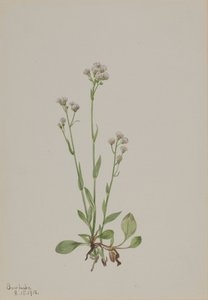 Katzenpfötchen Antennaria racemosa von Mary Vaux Walcott