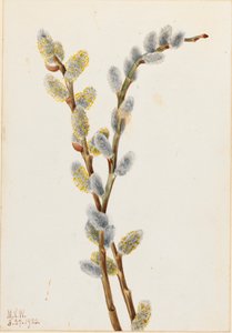 Weidenkätzchen Salix discolor, 1920