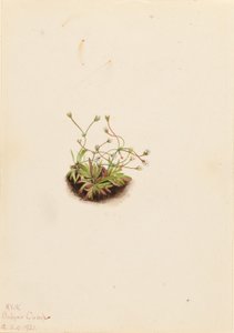 Zwerg-Androsace (Androsace subumbellata) von Mary Vaux Walcott