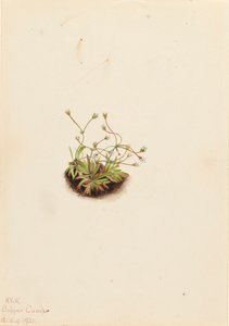 Zwerg-Androsace Androsace subumbellata, 1921
