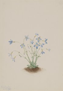 Quakerladies Houstonia caerulea, 1917 von Mary Vaux Walcott